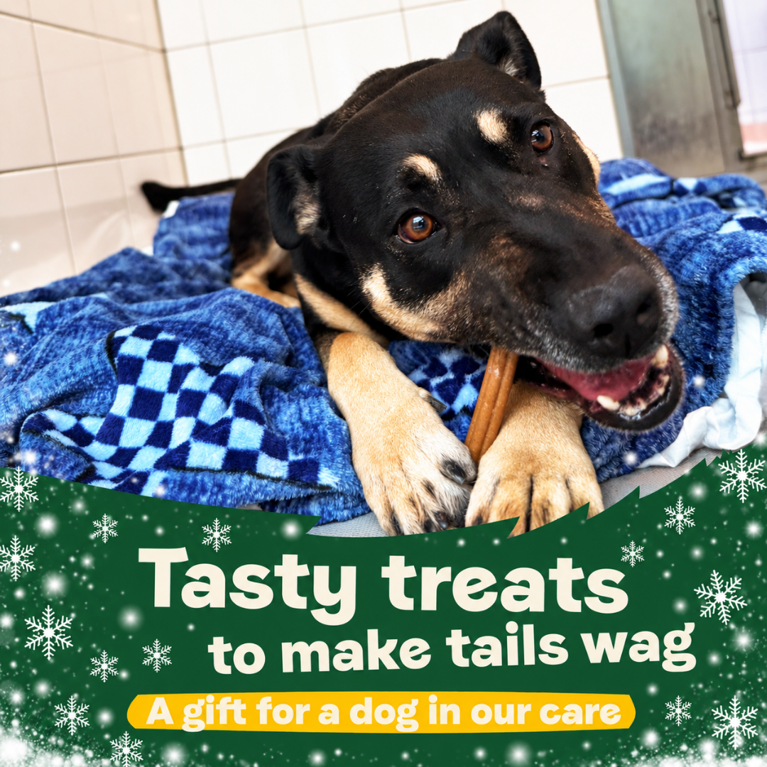Christmas – Tasty Treats to Make Tails Wag - A Gift for a Dog in Our Care