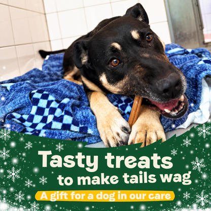 Christmas – Tasty Treats to Make Tails Wag - A Gift for a Dog in Our Care