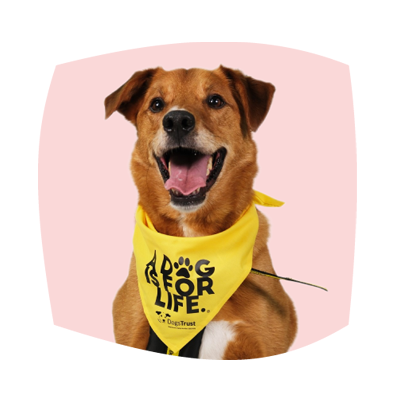 Dogs Trust Online Shop Shop for Your Dog and Support Dogs Trust